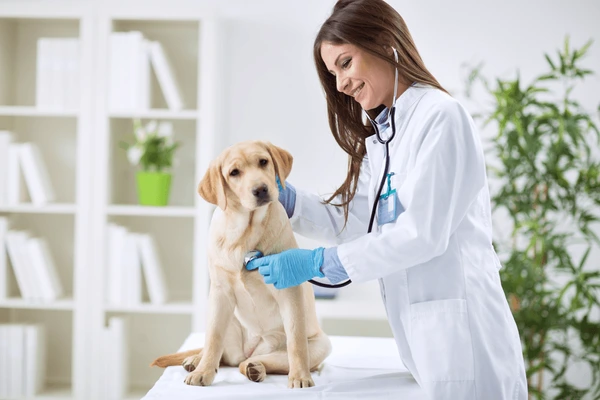 Veterinary Doctors