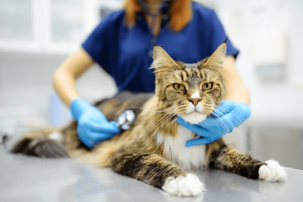 Veterinary Doctors For Cat
