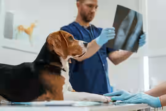 Veterinary Doctors For Dog